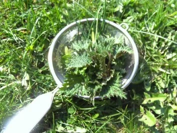 Rezept: Kräuter-Semmel-Bällchen Bild Nr. 3 Kräuter-Semmel-Bällchen - Rezept - Bild Nr. 3