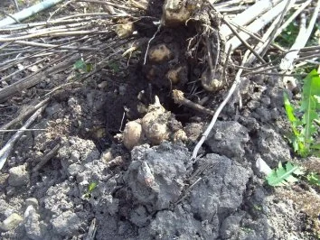 Rezept: Topinambur-Spargel-Suppe Bild Nr. 2 Topinambur-Spargel-Suppe - Rezept - Bild Nr. 2