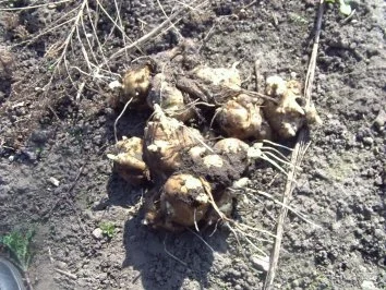 Rezept: Topinambur-Spargel-Suppe Bild Nr. 3 Topinambur-Spargel-Suppe - Rezept - Bild Nr. 3