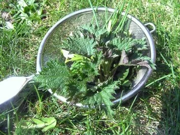 Rezept: Topinambur-Spargel-Suppe Bild Nr. 4 Topinambur-Spargel-Suppe - Rezept - Bild Nr. 4