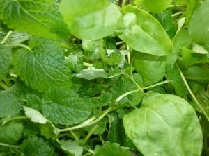 Frühlingsfrische Hühnersuppe mit Sauerampfer und Zitronenmelisse - Rezept - Bild Nr. 2