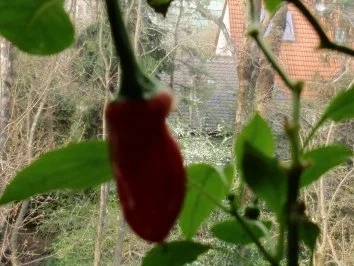 Schweinefilet auf Paprikagemüse und Maccheroninudeln - Rezept - Bild Nr. 2