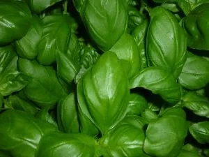 Schweinerückensteaks mit frischem Spargel und Dijon-Kräuterhollandaise - Rezept - Bild Nr. 3