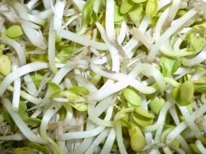 Zitronenhähnchen mit Spargel an Dijon-Kräuterhollandaise und Radieschensprossen - Rezept - Bild Nr. 3