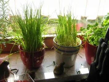 Bärlauch-Kräuterbutter - Rezept - Bild Nr. 2