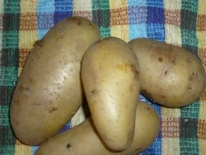 Kartoffel-Spargel-Gratin mit Thunfischsteak ,Kräutertomaten und Tête de Moine - Locken - Rezept - Bild Nr. 8