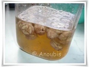 Rezept: Angesetzter - Bananenlikör Bild Nr. 6 Angesetzter - Bananenlikör - Rezept - Bild Nr. 6