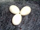 Rezept: Mayonaise aus Enteneiern Mayonaise aus Enteneiern - Rezept