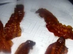 Gurkensuppe mit Bacon-Chips - Rezept - Bild Nr. 9