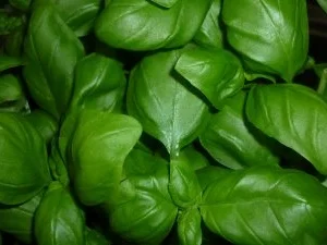 Rezept: Trecce del`Orto an scharfer Meeresfrüchte-Tomatensauce und überbackener Jakobsmuschel Bild Nr. 4 Trecce del`Orto an scharfer Meeresfrüchte-Tomatensauce und überbackener Jakobsmuschel - Rezept - Bild Nr. 4