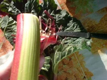 Rezept: Rhabarber auf Mürbeteig Bild Nr. 5 Rhabarber auf Mürbeteig - Rezept - Bild Nr. 5