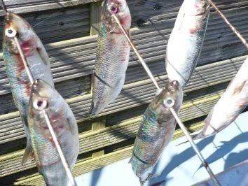 Bückling - Rezept - Bild Nr. 2