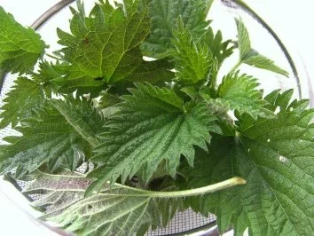 Brennesselbuletten - Rezept - Bild Nr. 2