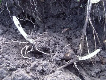 Topinambursprossen - Rezept - Bild Nr. 3