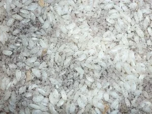 Schweine-Medaillons mit Pilzen in Cognac-Rahm an Vanille-Reis - Rezept - Bild Nr. 4