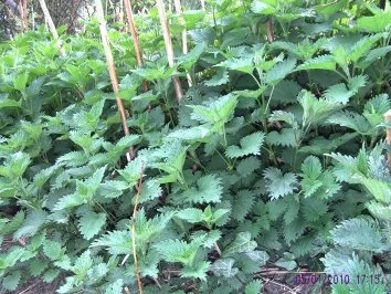 Brennesselkartoffelüpü - Rezept - Bild Nr. 2