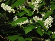 Traubenkirschenblüten-Gelee - Rezept