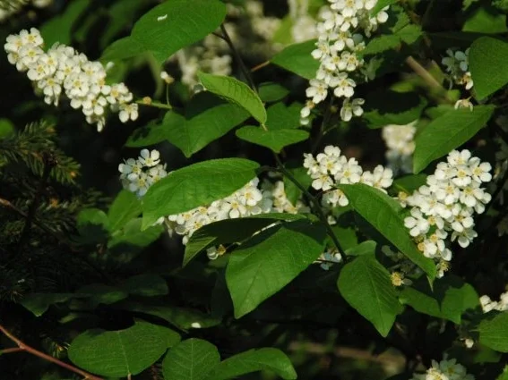 Traubenkirschenblüten-Gelee - Rezept - Bild Nr. 2