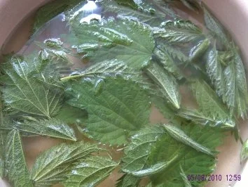 Brennesselkroketten - Rezept - Bild Nr. 2