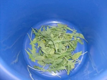 Spargel mit Kräuter-Nuss-Pesto - Rezept - Bild Nr. 3