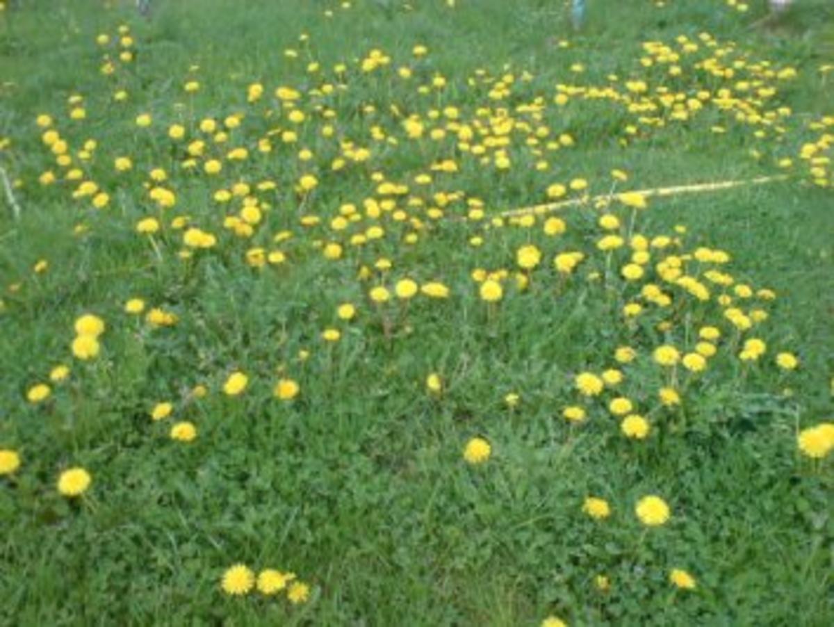 Löwenzahnblüten-Honig - Rezept - Bild Nr. 3