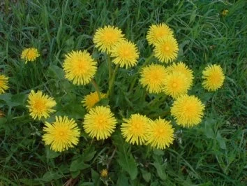 Löwenzahnblüten-Honig - Rezept - Bild Nr. 4
