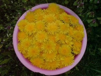 Löwenzahnblüten-Honig - Rezept - Bild Nr. 5