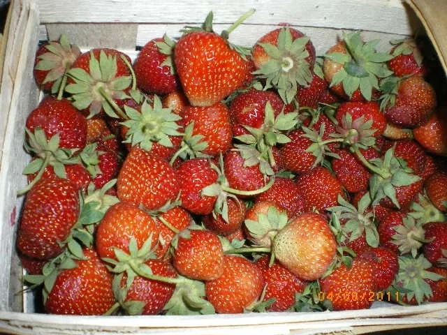 Rezept: Erdbeerkuchen Bild Nr. 9 Erdbeerkuchen - Rezept - Bild Nr. 9