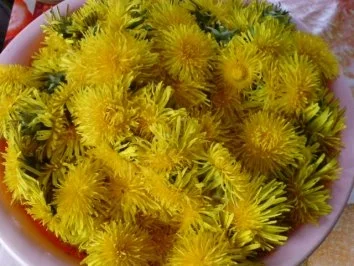 Löwenzahnblüten-Gelee - Rezept - Bild Nr. 2