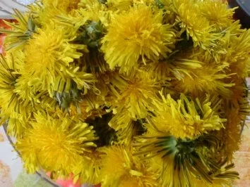 Löwenzahn-Honig 2 von den letzten Blüten - Rezept - Bild Nr. 2