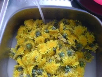 Löwenzahn-Honig 2 von den letzten Blüten - Rezept - Bild Nr. 4