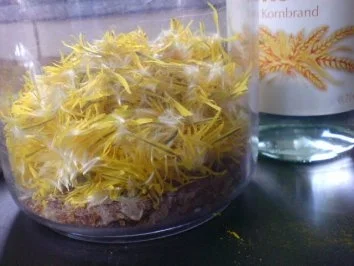 Löwenzahn-Likör - Rezept - Bild Nr. 5