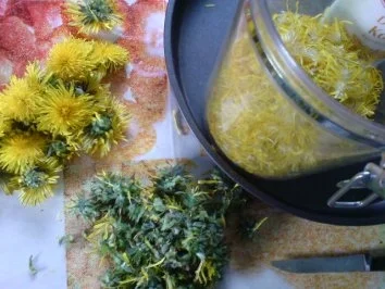 Löwenzahn-Likör - Rezept - Bild Nr. 7