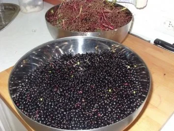 Rezept: Holundermousse Bild Nr. 2 Holundermousse - Rezept - Bild Nr. 2