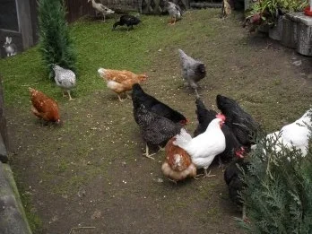 Rezept: Nudel - Omelette Bild Nr. 3 Nudel - Omelette - Rezept - Bild Nr. 3