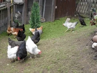 Rezept: Nudel - Omelette Bild Nr. 2 Nudel - Omelette - Rezept - Bild Nr. 2