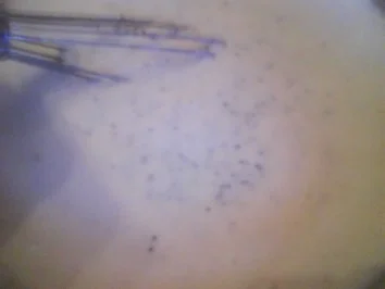 Mohn-Quark-Eis - Rezept - Bild Nr. 5