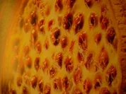 Sauerkirschtarte - Rezept