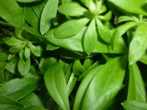 Vanilliges Rhabarber-Erdbeer-Kompott mit Schuss - Rezept - Bild Nr. 3