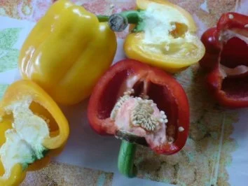 Rezept: Grüne Waffeln mit Paprika Bild Nr. 12 Grüne Waffeln mit Paprika - Rezept - Bild Nr. 12