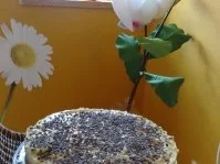 Tropische Frucht -Torte - Rezept