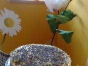 Tropische Frucht -Torte - Rezept