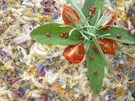 Fruchtiger Kräuter-Nudelsalat - Rezept