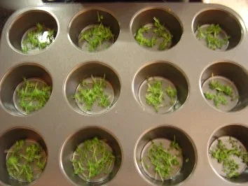 Spargel - Trilogie als Vorspeise oder für das Buffet... mit Bildern - Rezept - Bild Nr. 5