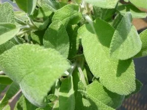 Orangiger Schulterbraten mit grünem Spargel an Käsecreme und Pinienkernen - Rezept - Bild Nr. 2