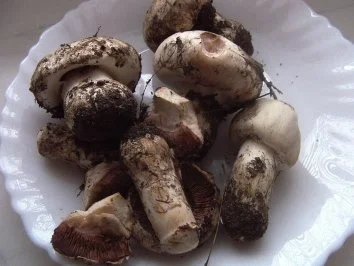 Zucchini mit Champignonfüllung - Rezept - Bild Nr. 2