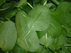 Rezept: Babyspinat-Pesto Bild Nr. 4 Babyspinat-Pesto - Rezept - Bild Nr. 4