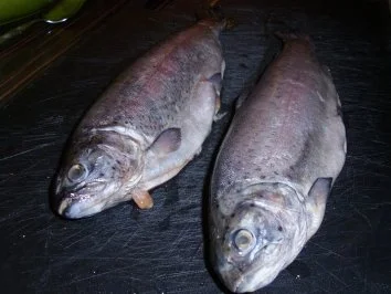 Rezept: Forelle gebraten mit Petersilienkartoffeln und Zitronenbutter Bild Nr. 2 Forelle gebraten mit Petersilienkartoffeln und Zitronenbutter - Rezept - Bild Nr. 2