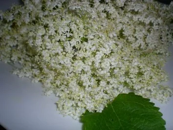 Rezept: Drinks & Cocktails: Hollodri Bild Nr. 2 Drinks & Cocktails: Hollodri - Rezept - Bild Nr. 2