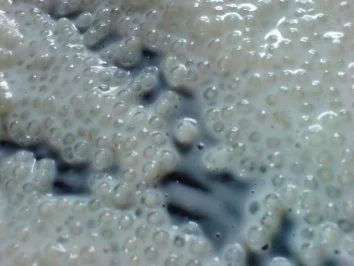 Froscheier - Kindheitserinnerung - Rezept - Bild Nr. 12